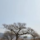 외씨버선길(조지훈문학길) | 20250325(화)외씨버선길 6코스 조지훈문학길