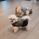 청운동물병원 이미지