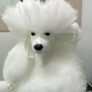 댕댕미용 이미지