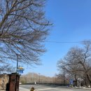 원조파전 | 담양 여행 국수 거리 맛집 52년 전통 원조 대나무 국수집 멸치국물국수 파전 추천 방문 후기