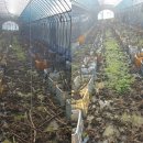 정승철농장 이미지