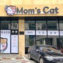 김포고양이분양 맘스캣 네이버블로그