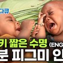 결혼은 10살, 출산은 20명, 수명은 30대. 30분으로 보는 피그미 인생 이미지