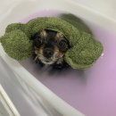 이든반려견 문화센터 이미지