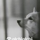 사단법인 한국동물구조관리협회 이미지