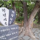 천년약속 이미지