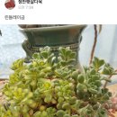 정안햇살다육