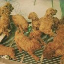 투닭투닭 이미지