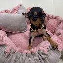 야옹아 멍멍해봐 동탄하나로점 이미지