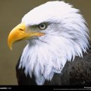 독수리 이미지