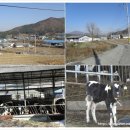 차산2리 맹동 이미지