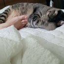 대신발