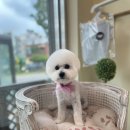 강아지는 미용빨 이미지