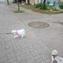 뽀송하개 이미지