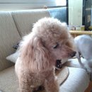 동물병원 퍼피하우스 이미지