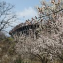 ☆ 원동 매화 축제 2 이미지