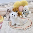 톰앤캣 광명고양이분양 | 광명 고양이 책임분양. 건강한 아기 고양이 만나는 곳