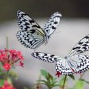 [나이 듦의 철학] 8차시 나비의 삶인지 나의 삶인지?! ＜장자에서 보는 인간의 삶＞ 이미지