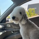 개순이 살롱 이미지