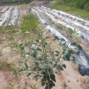 망성1농장 이미지