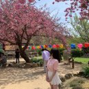 매화정 | 24.04.08~14 봄바람났음 사진많음