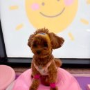 놀러오개 애견유치원 모충점 | #수원애견유치원 #수원애견호텔 [놀러오개 수원세류점] 에어로멍