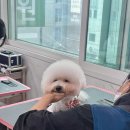 울산애견미용학원