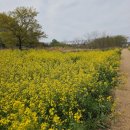 김해시푸드마켓 | [경남 김해] 유채꽃 축제 전 방문 후기, 유채꽃 만개 상태 + 낙동강 레일바이크