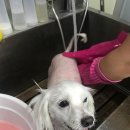 계룡애견 이미지