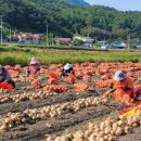 함양톱밥 이미지