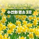 2025년 섬 수선화축제 이미지
