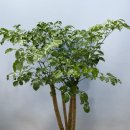 세븐일레븐 은평진관어울림점 | 🌿 은평구 개업화분｜실속 있게, 정성 담아 빠르게