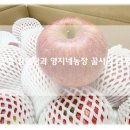 부사 사과즙 택배 추천 문경 영지네농장 산지 꿀사과 후기!
