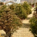 에덴의 정원 이미지