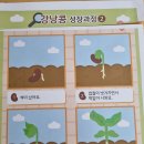 4.4. 식목일 기념 "강낭콩 기르기" 이미지