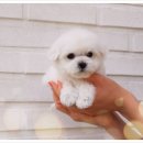 더케이펫 강아지분양 이미지