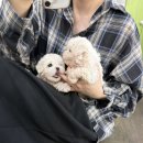 도그메리트강아지