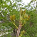 옻나무집 이미지