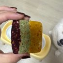 (주)경남사료상사 | 진주 수제간식 전문점 여니네펫공방 원데이클래스 후기