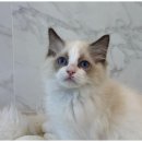 행복한강아지와고양이 이미지