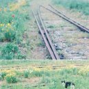 사진작가 10탄 이하나 이미지