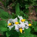 꽃보다닭 이미지