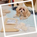 펫쯔스낵 애견수제간식 안산본점 이미지