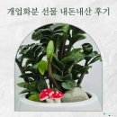 금빛문구 - 평택시 용죽2로 30 | 광명 개업화분 당일배송 개업선물 금빛플라워 후기