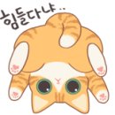빠찌애견 이미지