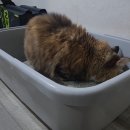 나예 | 고양이모래 벤토나이트 추천 나예 사용후기