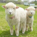 오크하우스 이미지