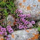 Thymus seravschanicus 이미지