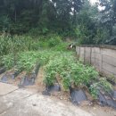 동량면 운교1길 64, (용교리) | 충청북도 충주시 동량면 용교리 주택 경매