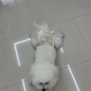 시블링즈 이미지